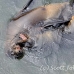 lion_sea_galapagos_san_h_0293_ecu2496.jpg